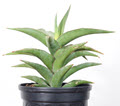 Blue Kew Sansevieria